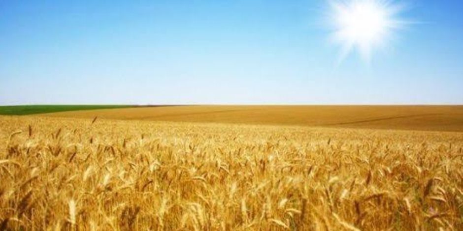موسم الحصاد انطلاقة مبشّرة بمحصول وفير