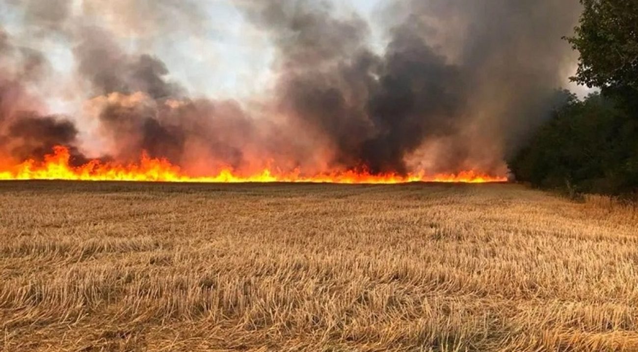 السيطرة على حريق أتى على 10 هك من الحبوب والأعلاف بمنوبة